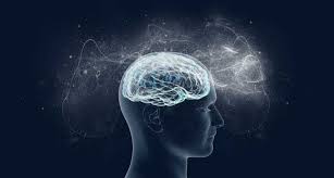 brain